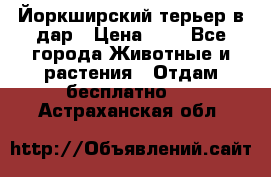 Йоркширский терьер в дар › Цена ­ 1 - Все города Животные и растения » Отдам бесплатно   . Астраханская обл.